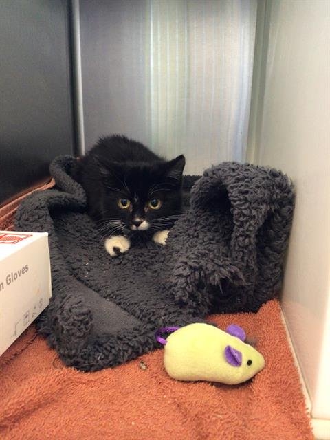 *JIM BOB - Domestic Short Hair available for adoption