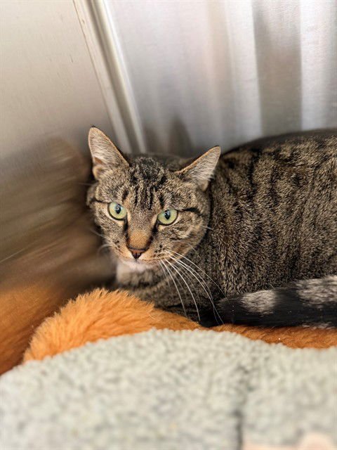 *VALOR - Domestic Short Hair available for adoption