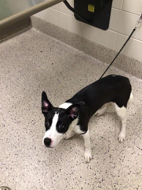 *PINBALL - Border Collie available for adoption