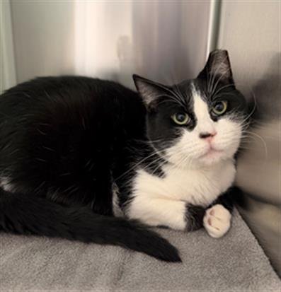 *HARRISON - Domestic Short Hair available for adoption