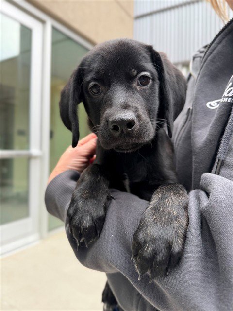 *NECTARINE - Labrador Retriever available for adoption