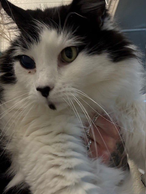 *MOE - Domestic Long Hair available for adoption