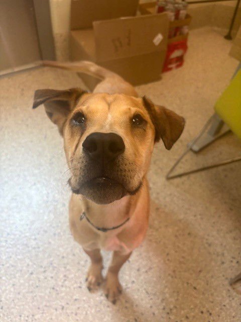 PEANUT BUTTER - Labrador Retriever / Chinese Shar-Pei available for adoption