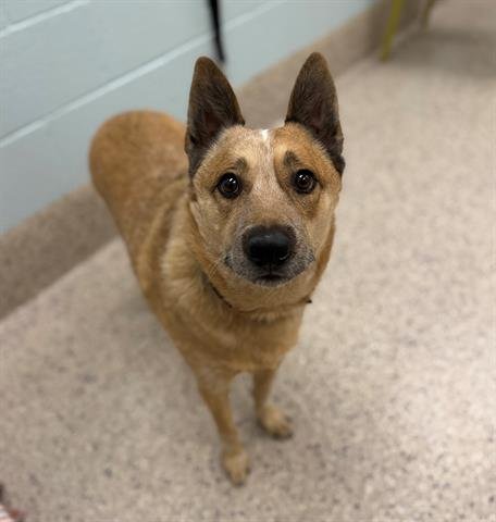 DIESEL - Australian Cattle Dog/Blue Heeler available for adoption