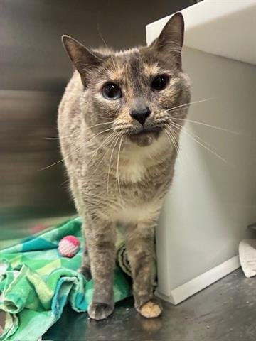 SNOW - Siamese available for adoption