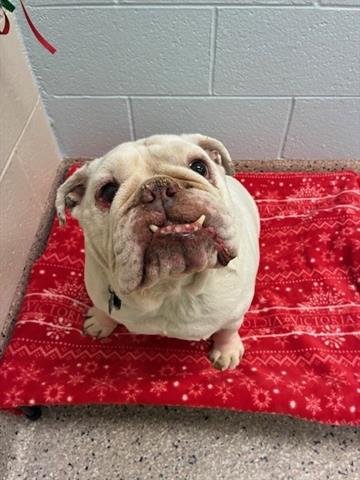 BENTLEY - English Bulldog available for adoption