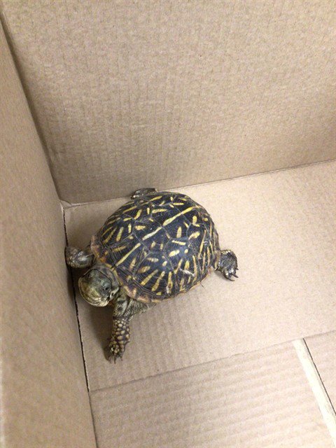 *ALBATROSS - Tortoise available for adoption