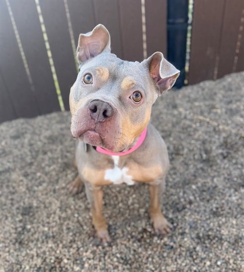 *AUTUMN - Pit Bull Terrier available for adoption