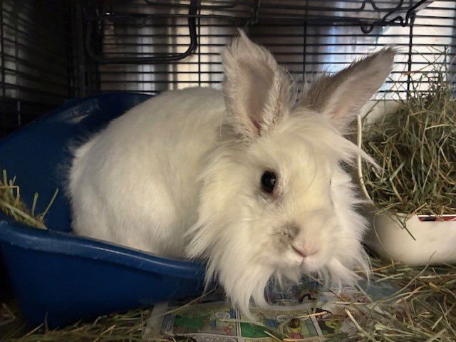 NYLA - Shorthaired Rabbit available for adoption