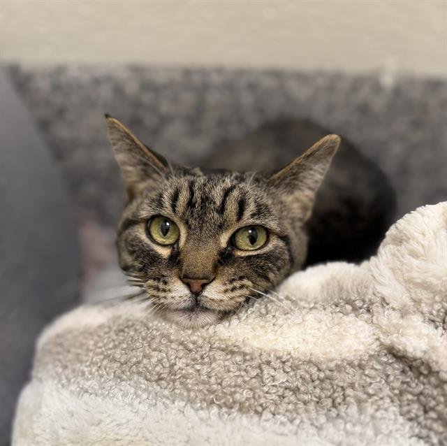 TIGER - Domestic Short Hair available for adoption