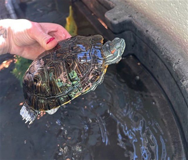 TODD - Turtle available for adoption