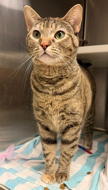 NALA - Domestic Short Hair available for adoption