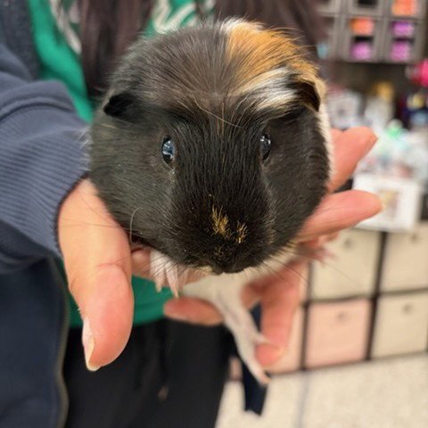 *DAYGLOW - Guinea Pig available for adoption