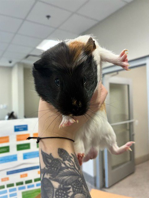 *DAYGLOW - Guinea Pig available for adoption