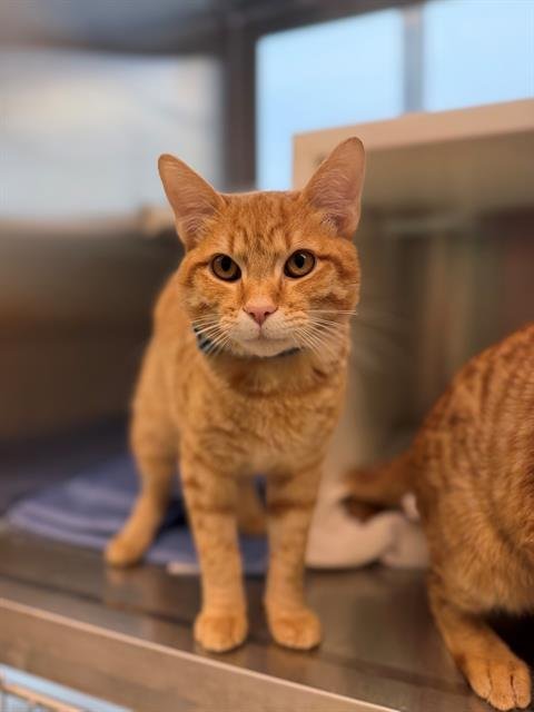 *ROCTOLILLO - Domestic Short Hair available for adoption