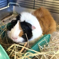 PEPPA PIG - Photo 1