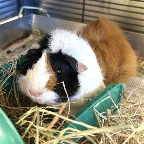PEPPA PIG - Guinea Pig available for adoption