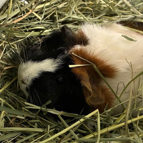 CHOCOLATE - Guinea Pig available for adoption