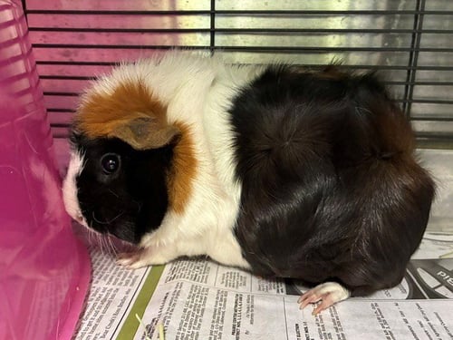 CHOCOLATE - Guinea Pig available for adoption