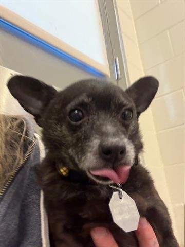 MOKI - Chihuahua available for adoption