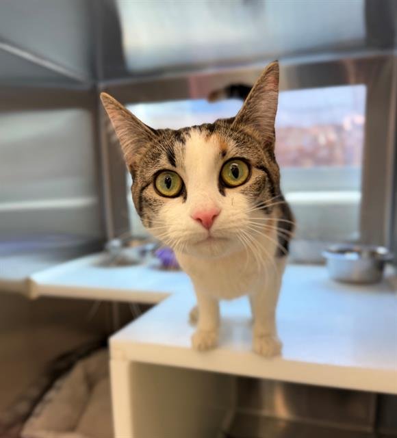 *RUTH BADER KITTSBURG - Domestic Short Hair available for adoption