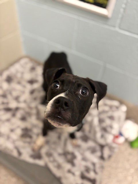 *BUGSY - Boxer available for adoption