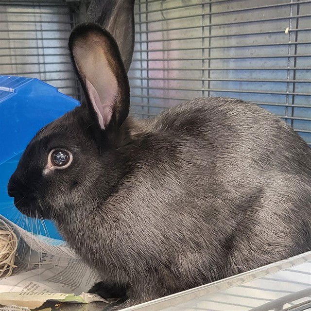 *JOJO - Shorthaired Rabbit available for adoption