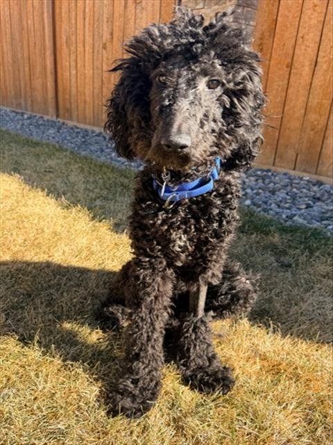 *MURPHY - Poodle (Standard) available for adoption