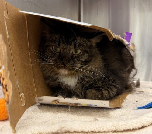 FINGERS - Domestic Long Hair for adoption in Thornton