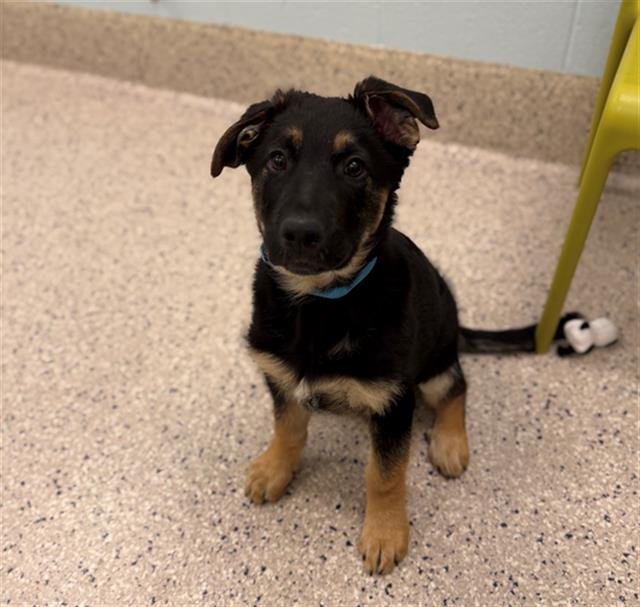 *FANG - German Shepherd Dog available for adoption