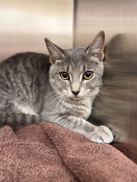 *RIC - Domestic Short Hair available for adoption