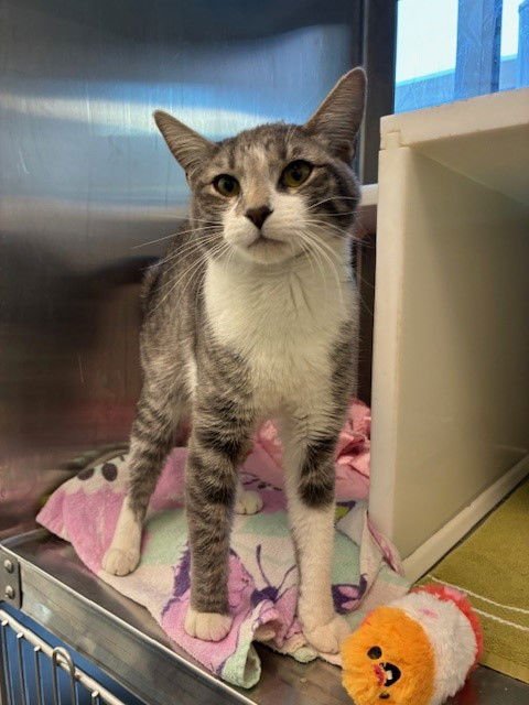 PEPPA - Domestic Short Hair available for adoption