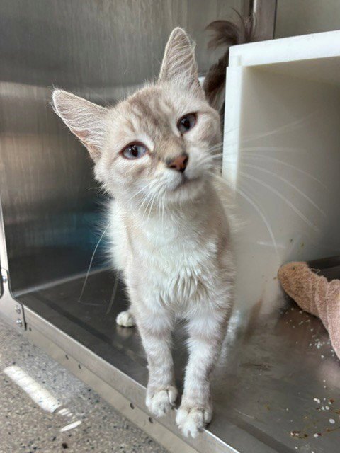 *ALYSSA - Domestic Long Hair available for adoption