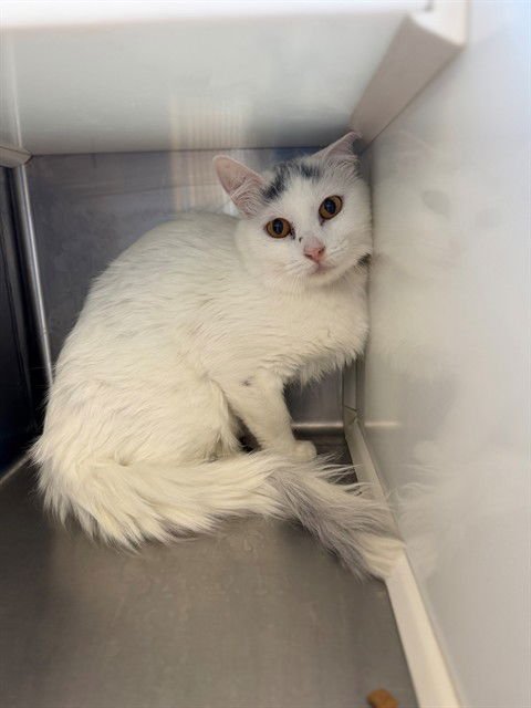 *JANE - Domestic Long Hair available for adoption