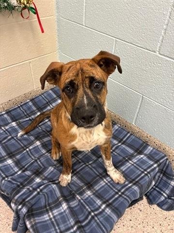 *DREW - Boxer / German Shepherd Dog available for adoption