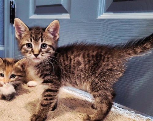 *RIZZIE - Domestic Short Hair available for adoption