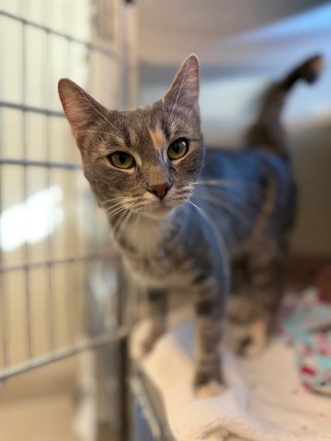 *DARBY ROSE - Domestic Short Hair available for adoption