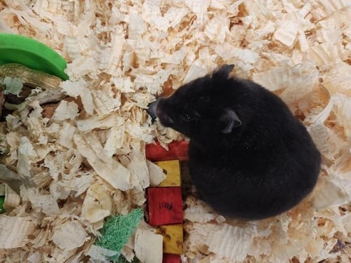 *CHERUB - Hamster available for adoption