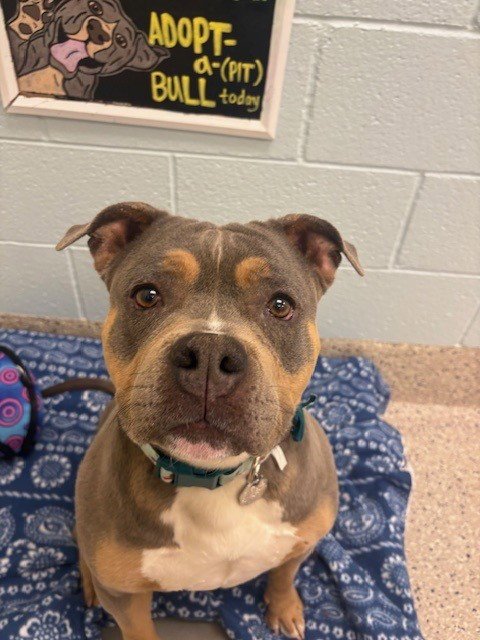 *IVY - Pit Bull Terrier available for adoption
