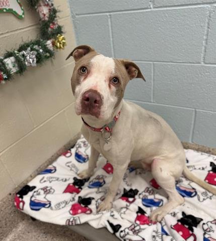 *HOPE - Pit Bull Terrier available for adoption