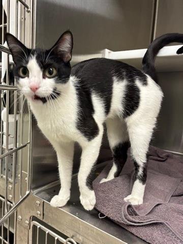 *SWEET BELLE - Domestic Short Hair available for adoption