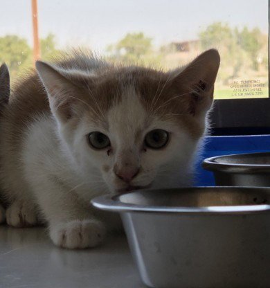 *FREDERICK - Domestic Medium Hair for adoption in Thornton