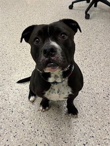 CHINO - Pit Bull Terrier available for adoption