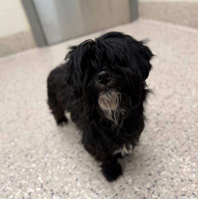 COCO - Shih Tzu available for adoption