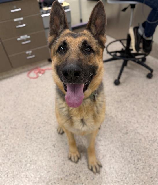 ROSCOE - German Shepherd Dog available for adoption