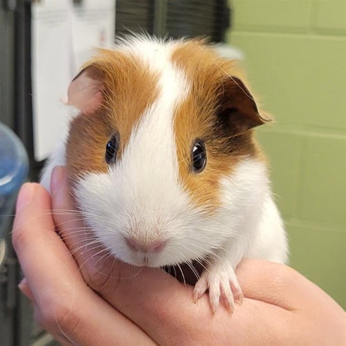 *TINKY - Guinea Pig available for adoption