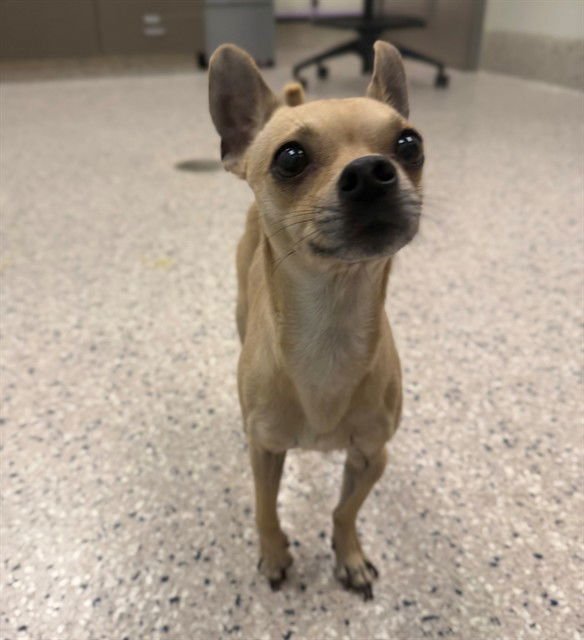 *HANSEL - Chihuahua available for adoption