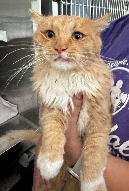 *COWBOY - Domestic Medium Hair available for adoption