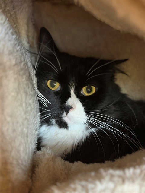 *CELLO - Domestic Medium Hair for adoption in Thornton
