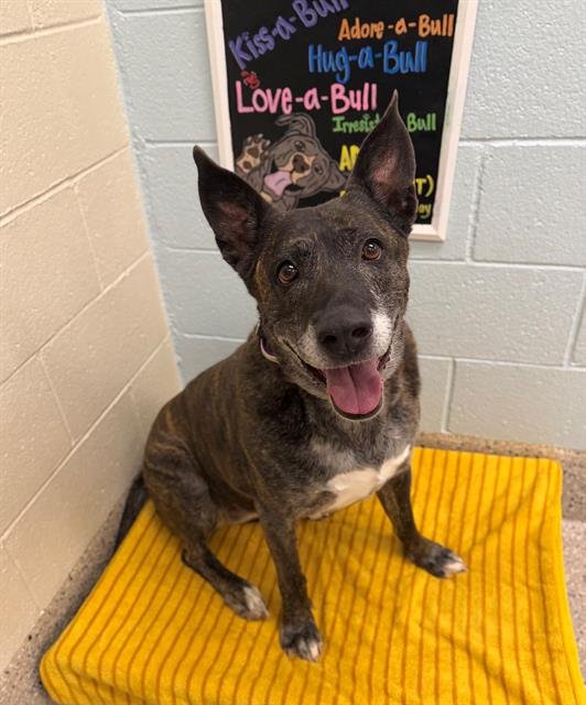 PEBBLES - German Shepherd Dog available for adoption